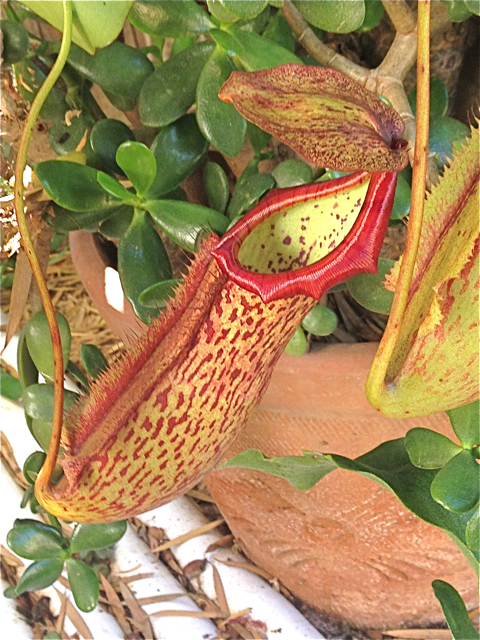 Nepenthes #2