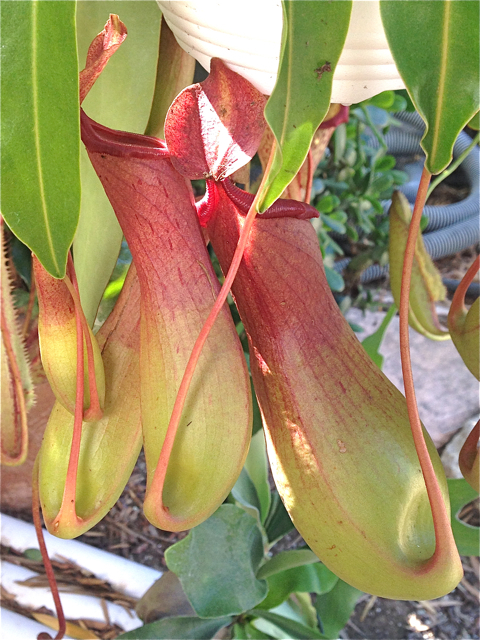 Nepenthes #1