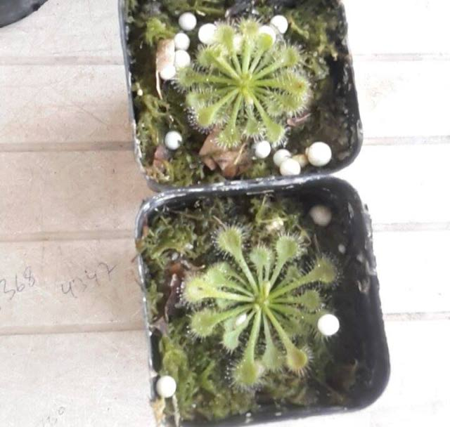 Drosera Noid