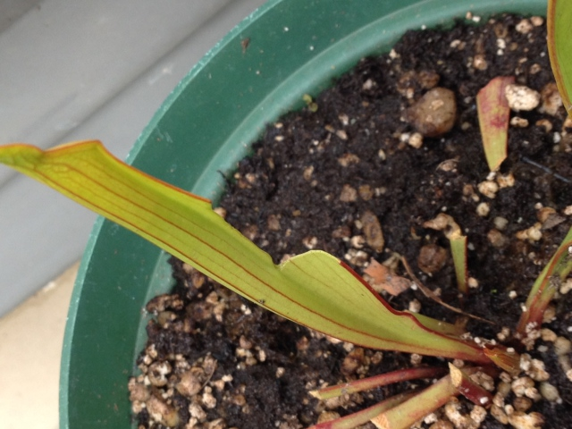 Part of unopened sarracenia eaten