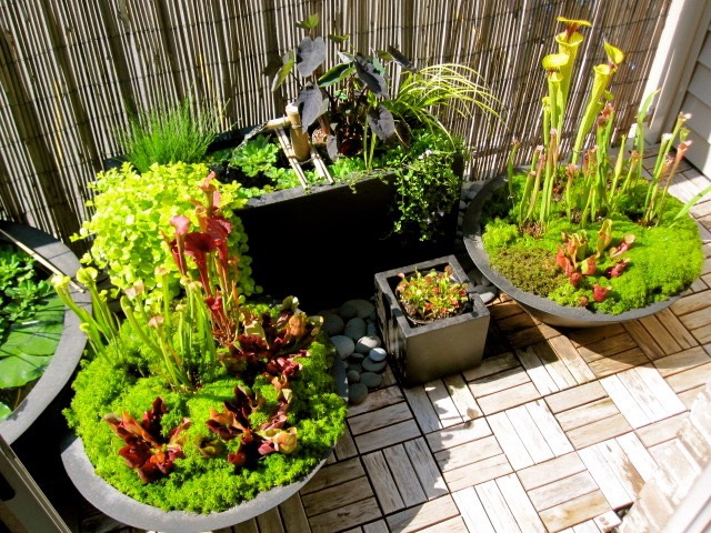 bog garden planter