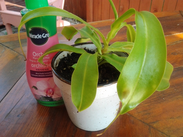 Spotting on Pitcher Plant