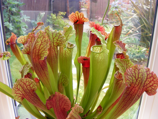 Bog plant & wasps