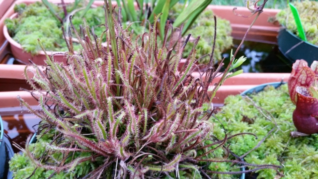 brown sundew