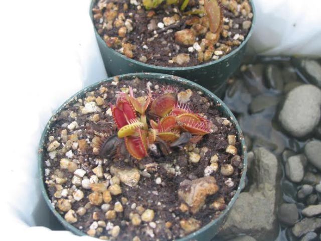 flytraps and styrofoam containers
