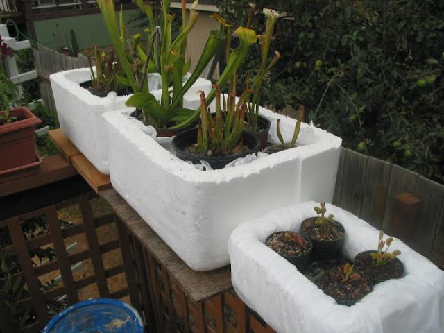 containrs and flytraps