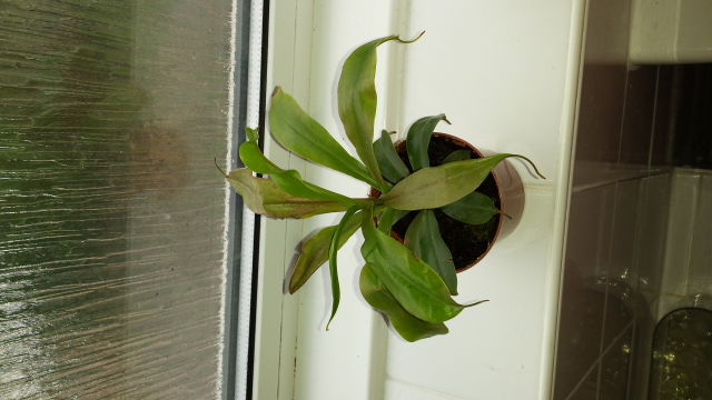 nepenthes