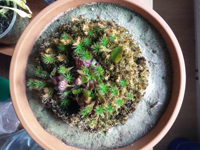 Cephalotus follicularis