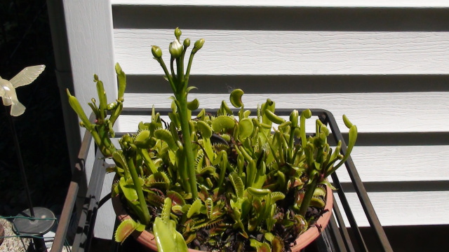 odd flytrap