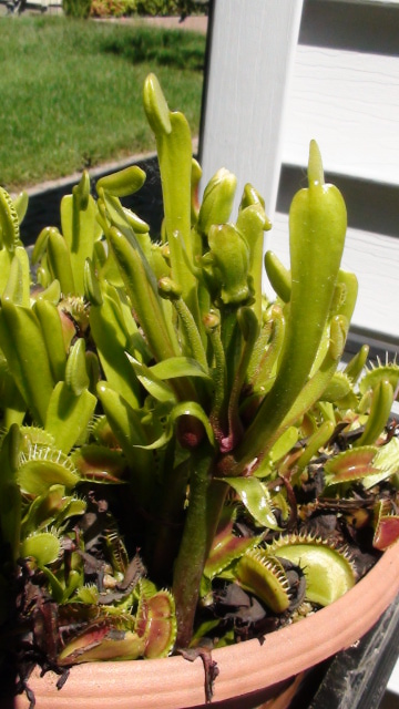 Odd flytrap