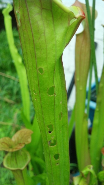 Pitcher Damage 