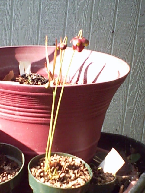 My blooming Sarracenia