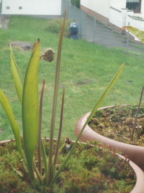 Sarracenia flava