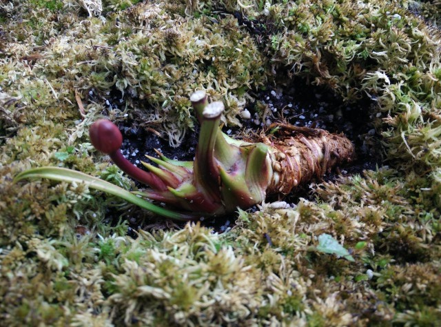 Sarracenia leucophylla rhizome