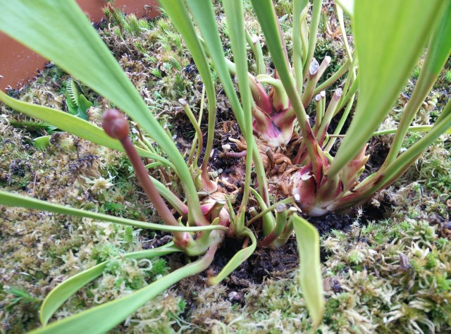 Sarracenia flava rhizome