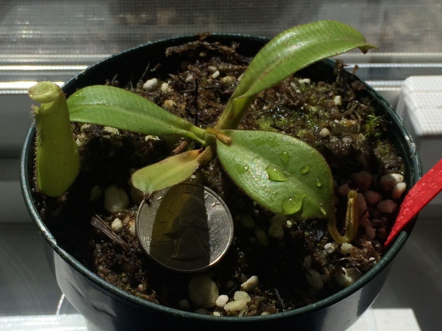 Nepenthes x Caesarion