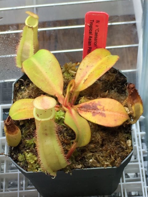 Nepenthes x Caesarion
