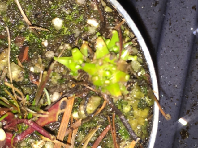 Drosera filiformis 