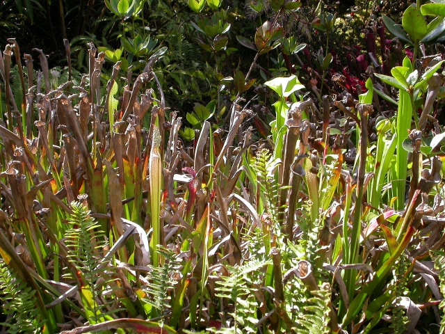 Sarracenia in Hawaii