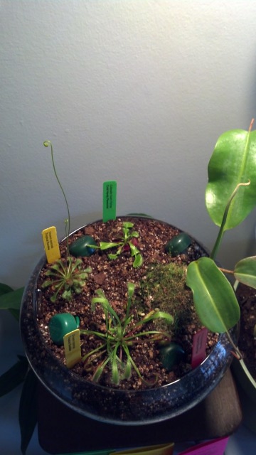 Plant set up