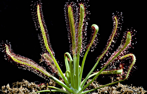 Cape Sundew, Typical form