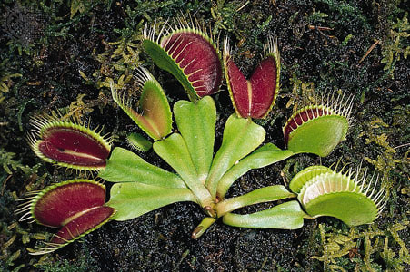 Venus Flytrap 