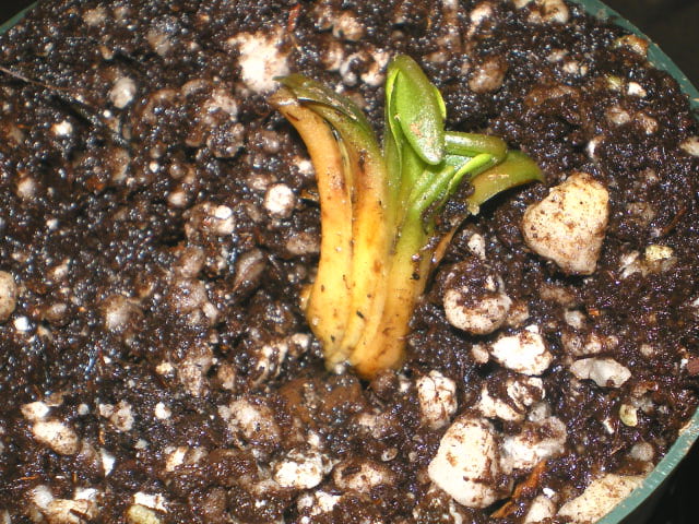 My flytrap