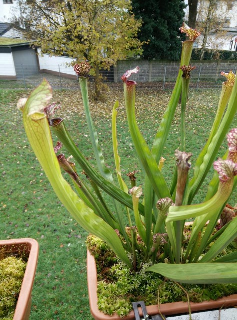 S. leucophylla new leaves