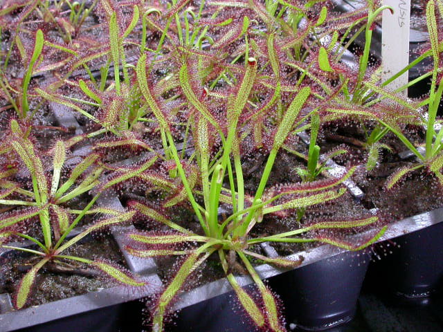 Some of our Cape Sundews 