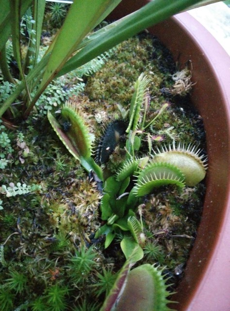 Dionaea