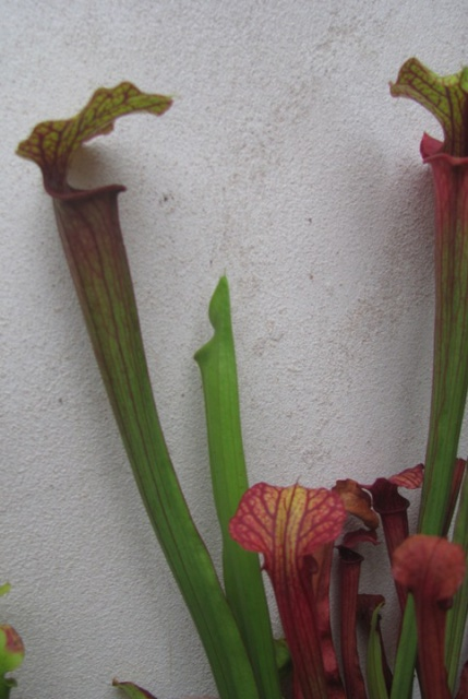 Sarracenia