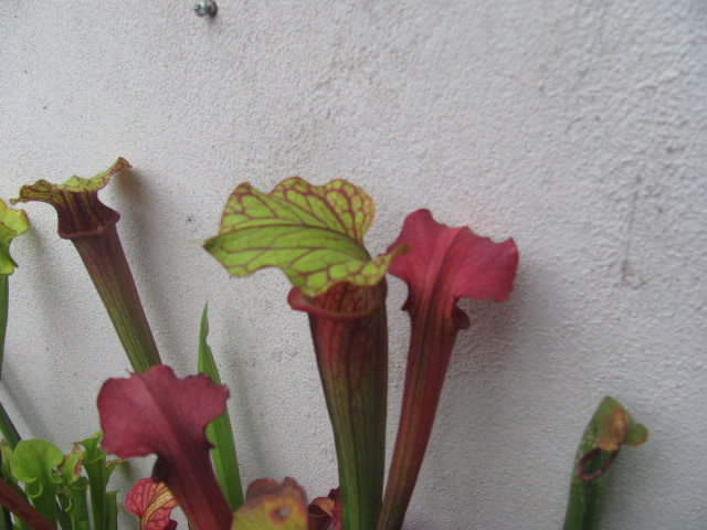 Sarracenia