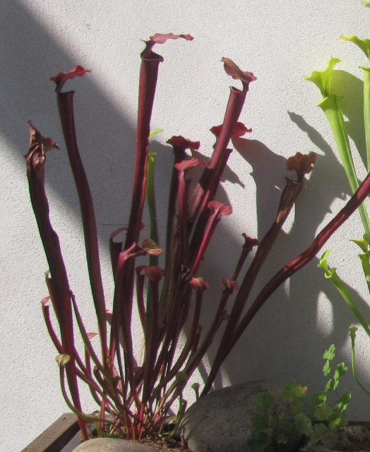 Sarracenia 1