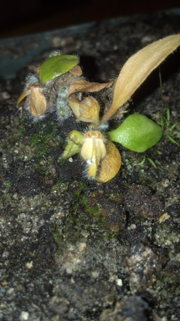 Cephalotus 