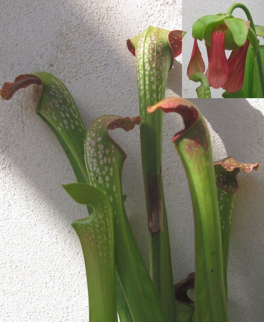 Sarracenia 2