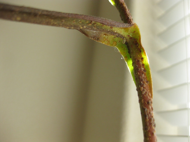 Underside of leaf at stem