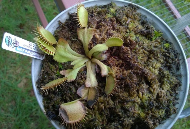 brown flytraps.jpg