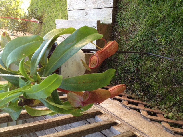 Pitcher plant