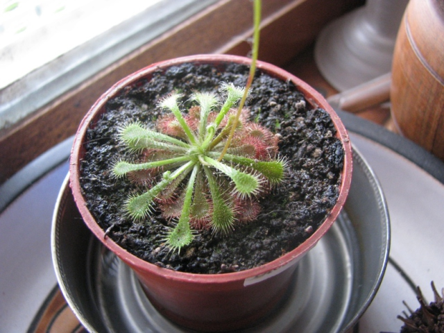 Drosera spatulata