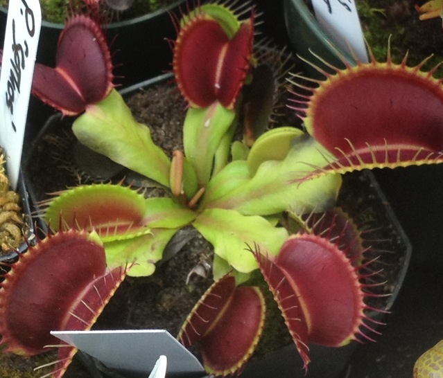 Dionaea ginormous