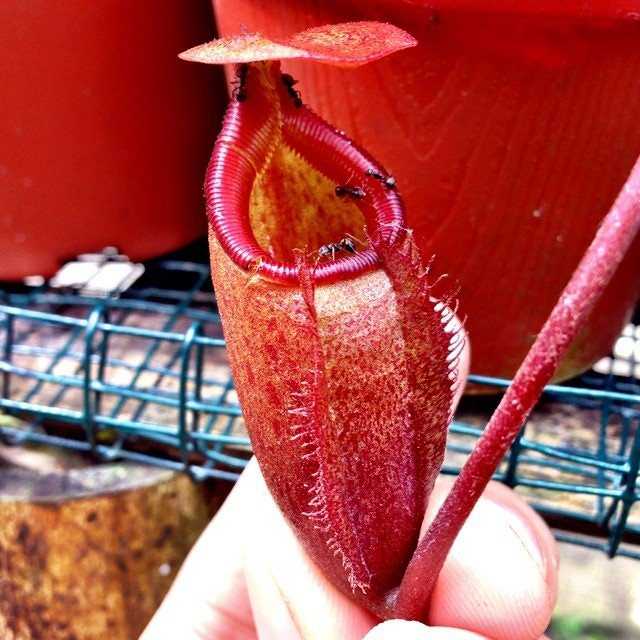 Nepenthes Rajah x Mira