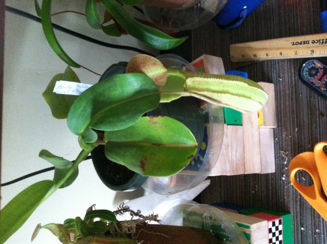 Unidentified Nepenthes