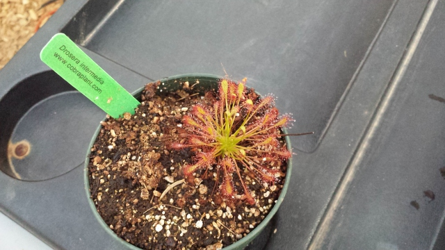 Drosera Intermedia