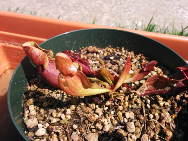 pitcher plant with holes