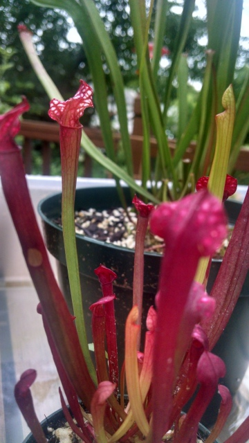 Sarracenia x Dain\'s Delight