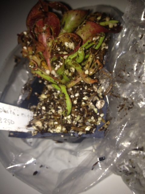 The Sad Story of the Badly Packaged Heliamphora