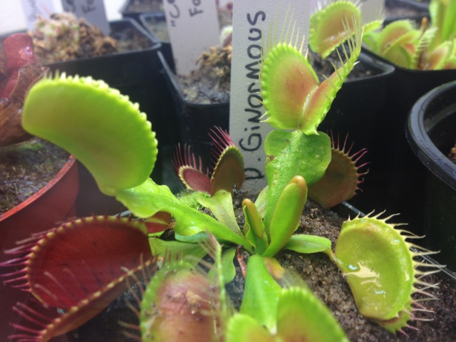 Dionaea 