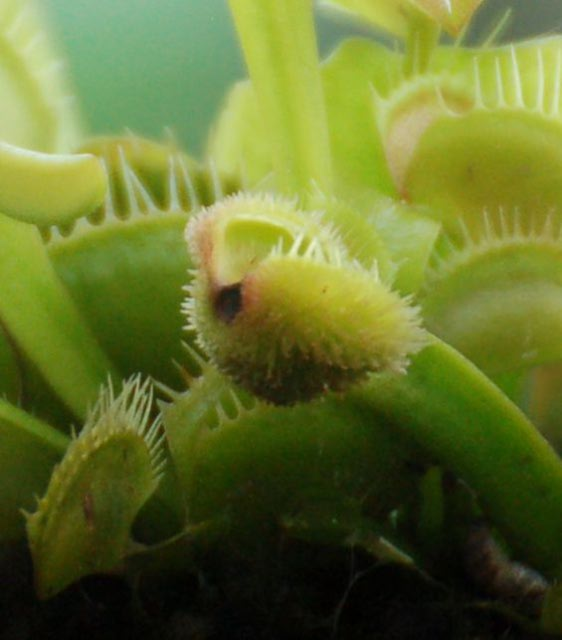 Strange Venus Flytrap leaf