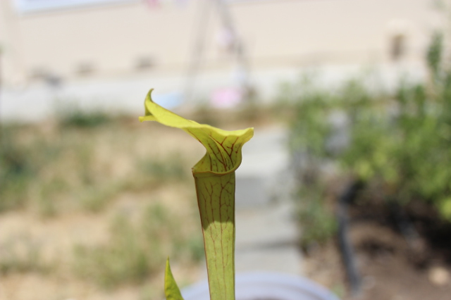 Sarracenia