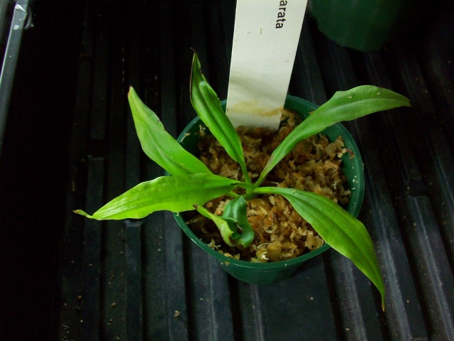 Nepenthes Bicalcarata Sri Aman